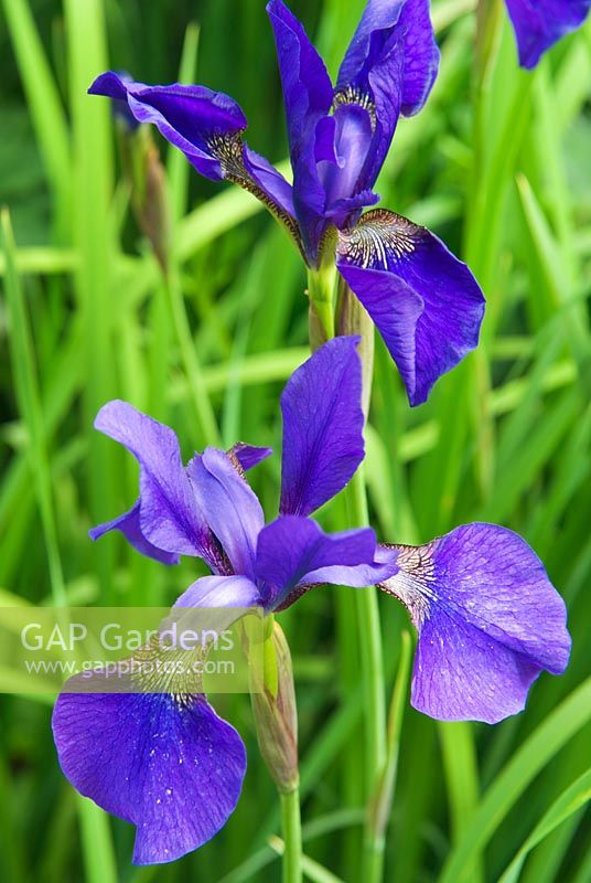 Iris sibirica 'Camberley' - Sir Harold Hillier Gardens/Hampshire County Council, Romsey, Hants, UK