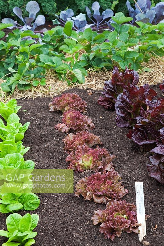 Rows of Lettuces, Little Gem, Lollo Rosso, Nymans, behind strawberries on straw mulch and Red Cabbage foliage. RHS Growing Tastes Allotment Garden - RHS Hampton Court Flower Show 2009