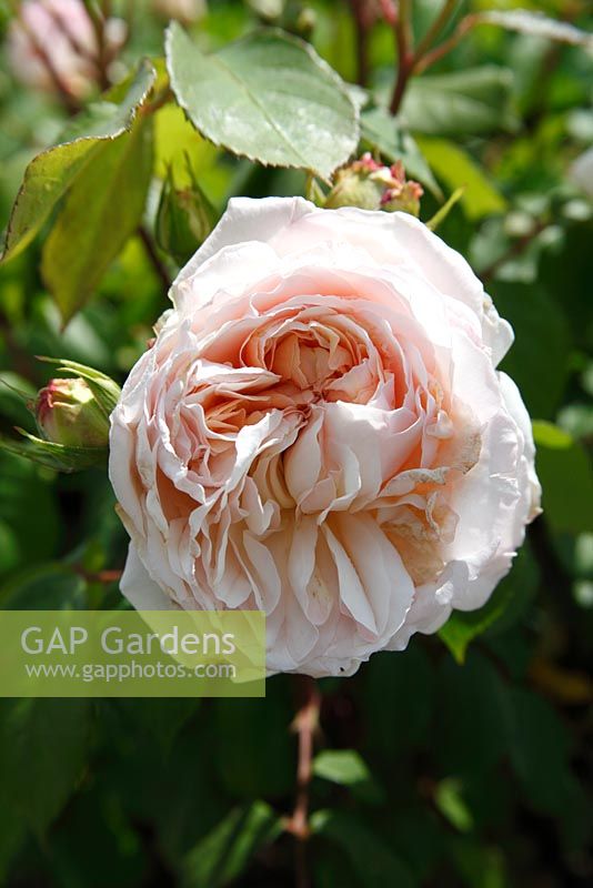 Rosa 'Gruss an Aachen'