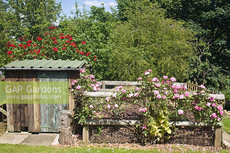 Country garden compost area with pink climbing rose in front wooden shed at  Foxcote Hill NGS Ilmington, Warwicks.