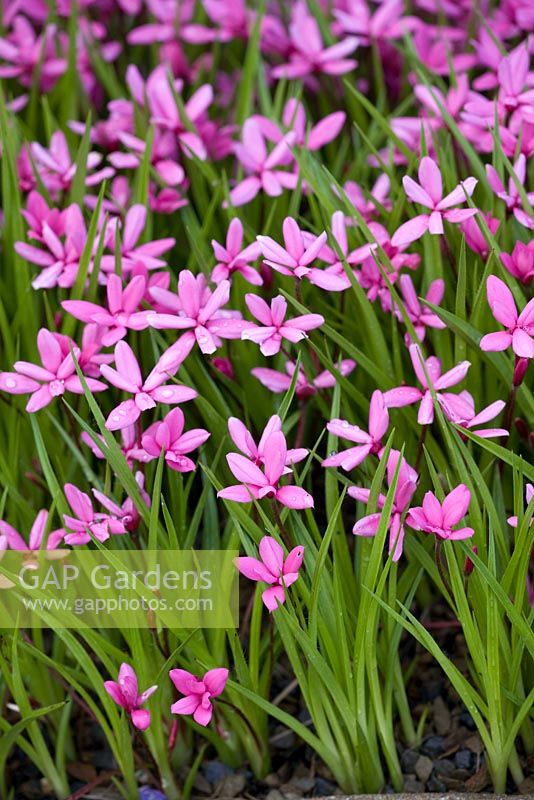 Rhodohypoxis milloides 'Damask'
