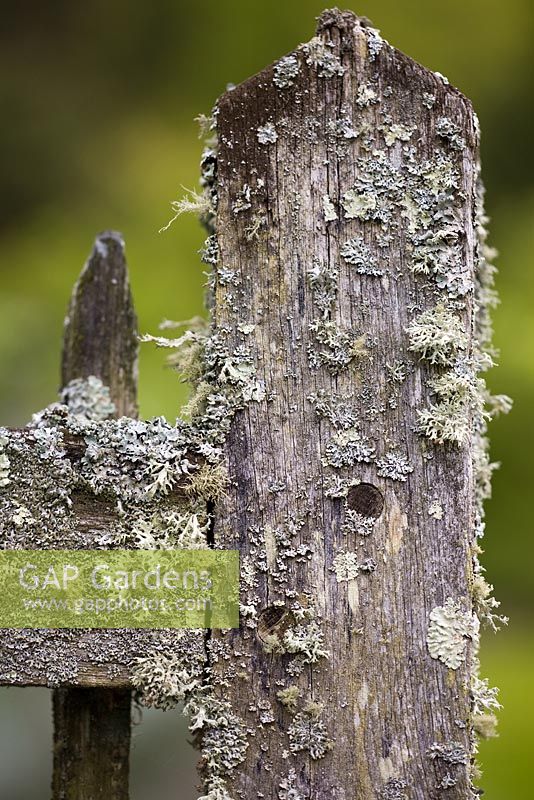 Mixed lichens on a garden gate