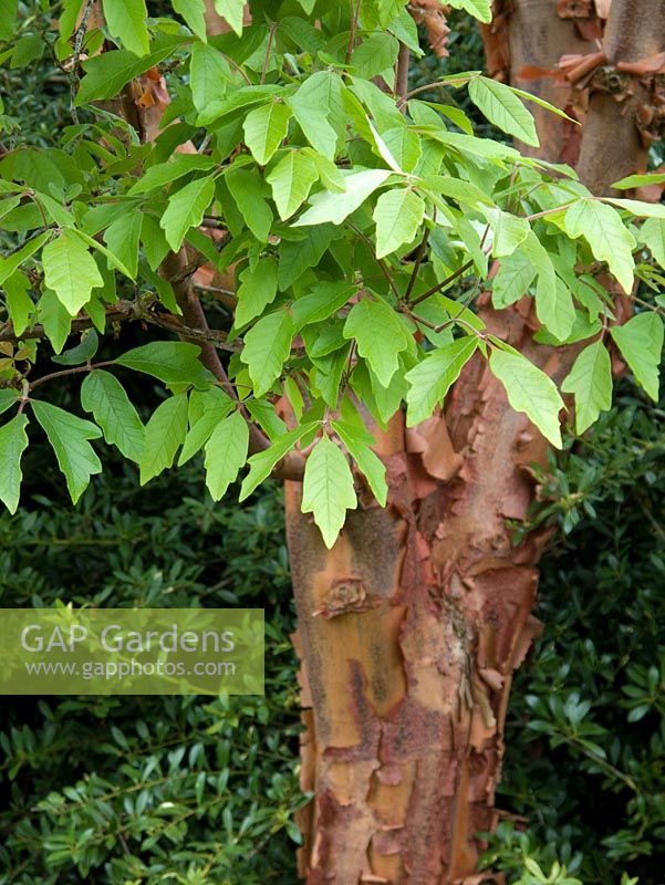 Acer griseum bark and leaves