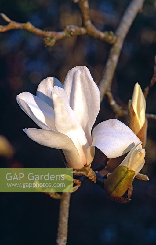 Magnolia 'Pickards Sundew' - Caerhays Castle Gardens, St Austell, Cornwall