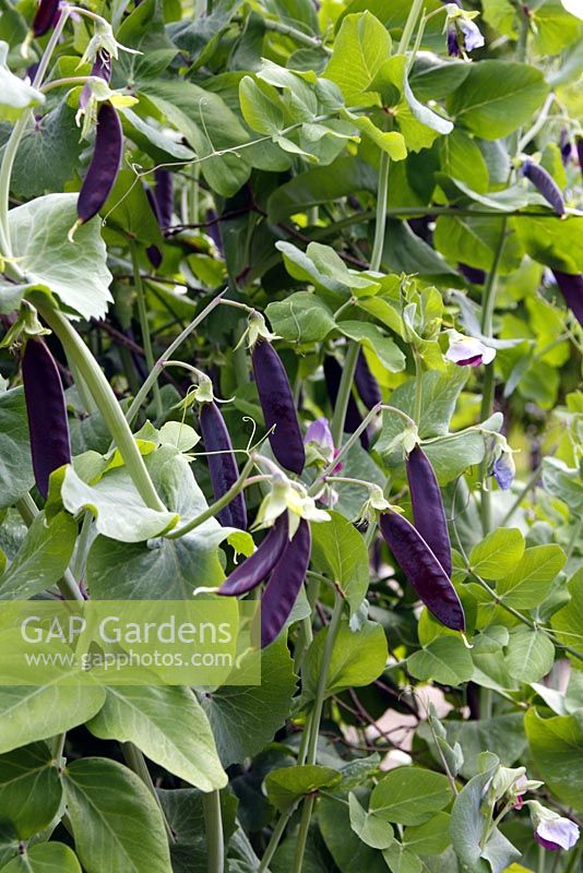 Pea 'Purple Podded' in early June