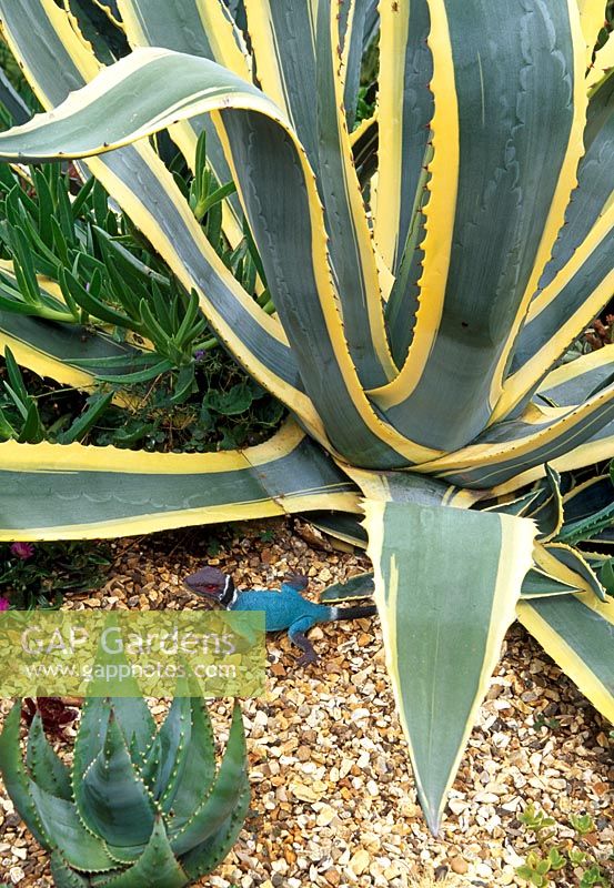 Agave americana 'Variegata' with Carpobrutus at base. Toy Lizard. Aloe ferox bottom left - Beechwell House Garden, Yate, South Gloucestershire