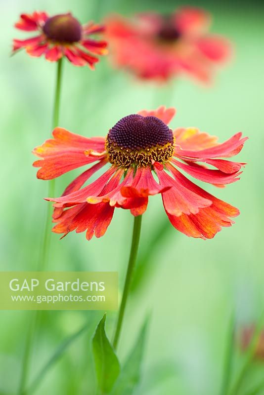 Helenium 'Moerheim Beauty'