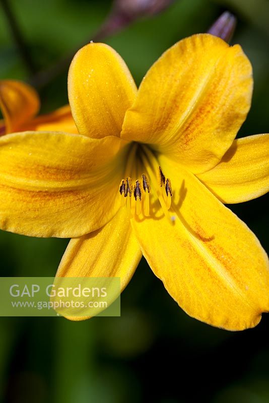 Hemerocallis 'Golden Chimes'