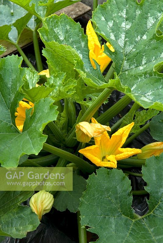 Courgettes growing in garden compost bay