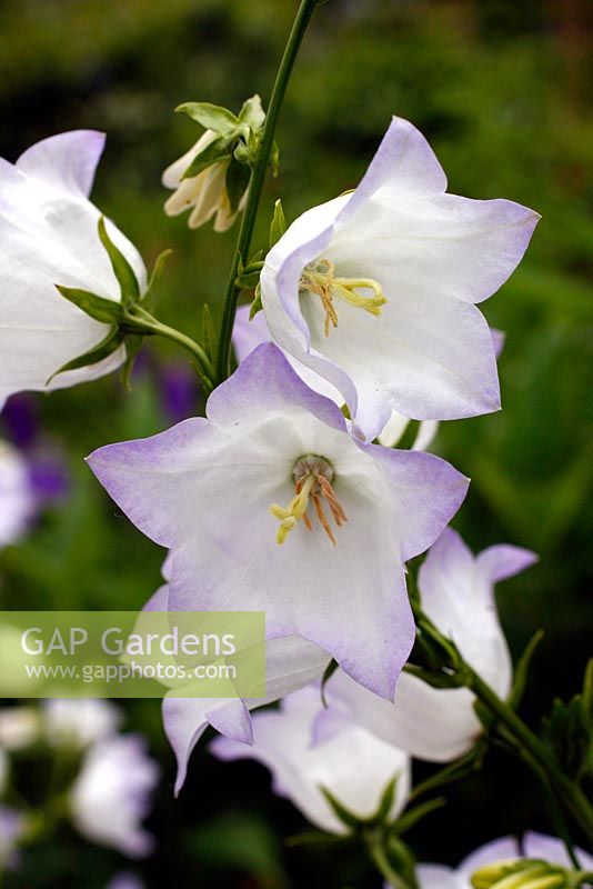 Campanula persicifolia 'Chettle Charm'