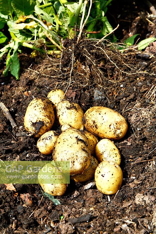 First Early Potato 'Accent' planted mid March - yield from one tuber shown June 17