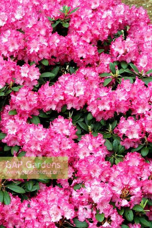 Rhododendron 'Tatjana' AGM