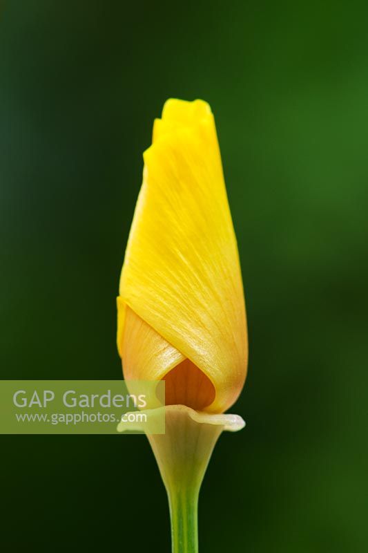 Eschscholzia californica - California poppy flower before opening