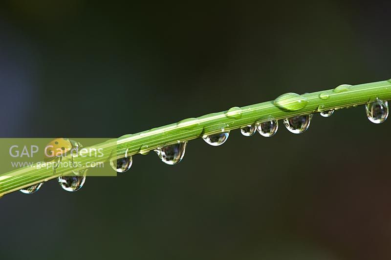 Coccinella septempunctata - Ladybird on a grass stem with rain drops