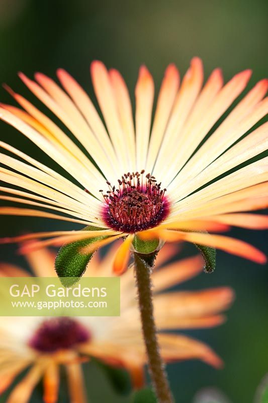 Mesembrianthemum cordifolium - Livingstone daisy flower