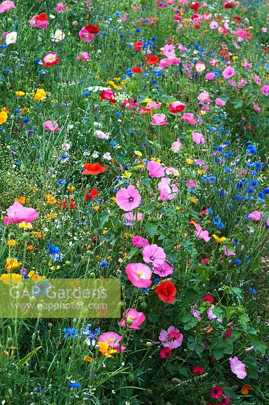 Wildflowers - Poppies, Mallow and Cornflowers in grassy bank