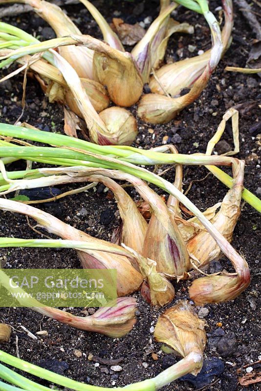 Allium cepa - Shallots ready to harvest, shown by dying foliage 