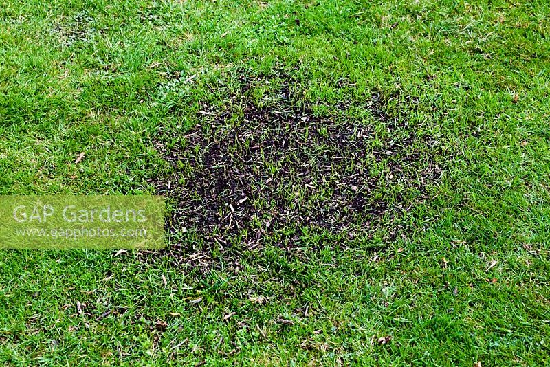 Bare patch in grass after reseeding lawn