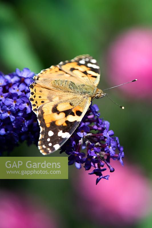 Vanessa cardui - Painted Lady butterfly on Buddleja flowers 