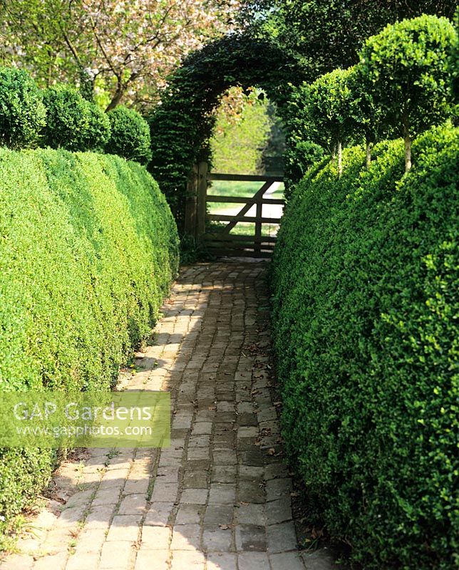 Path leading to gate, topiary balls on Buxus hedge - Charlotte Molesworth's garden, Kent