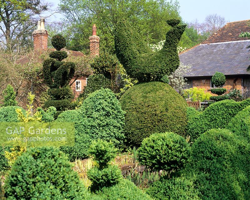 View across topiary to house - Charlotte Molesworth's garden, Kent