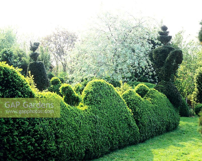 Clipped hedge, topiary and crabapple tree in full blossom - Charlotte Molesworth's garden, Kent