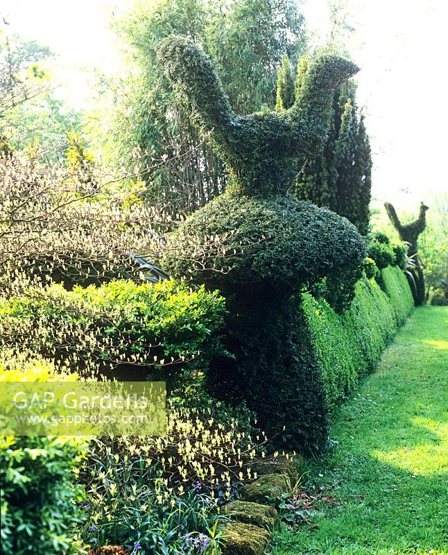 View along topiary hedge - Charlotte Molesworth's garden, Kent