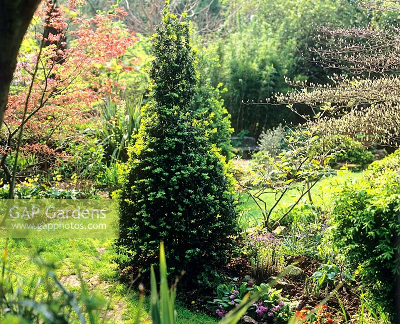 Woodland area with Acer and Buxus conical topiary - Charlotte Molesworth's garden, Kent