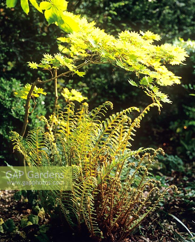 Polystichum setiferum 'Pulcherrimum Bevis' and Acer shirasawanum 'Aureum' - Charlotte Molesworth's garden, Kent