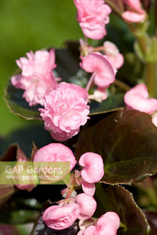 Begonia 'Doublet Pin... stock photo by FhF Greenmedia, Image: 0149288