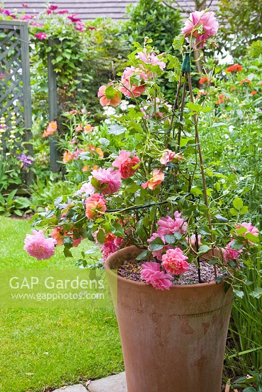 Rosa 'Christopher Marlowe' in a terracotta pot in secluded suburban garden - High Trees, NGS, Longton, Stoke-on-Trent, Staffordshire