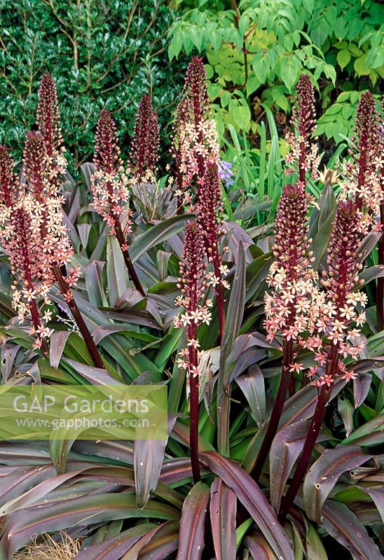 Eucomis pole-evansi 'Purpurea' in south facing border - Cally Gardens, Gatehouse of Fleet, Scotland, September