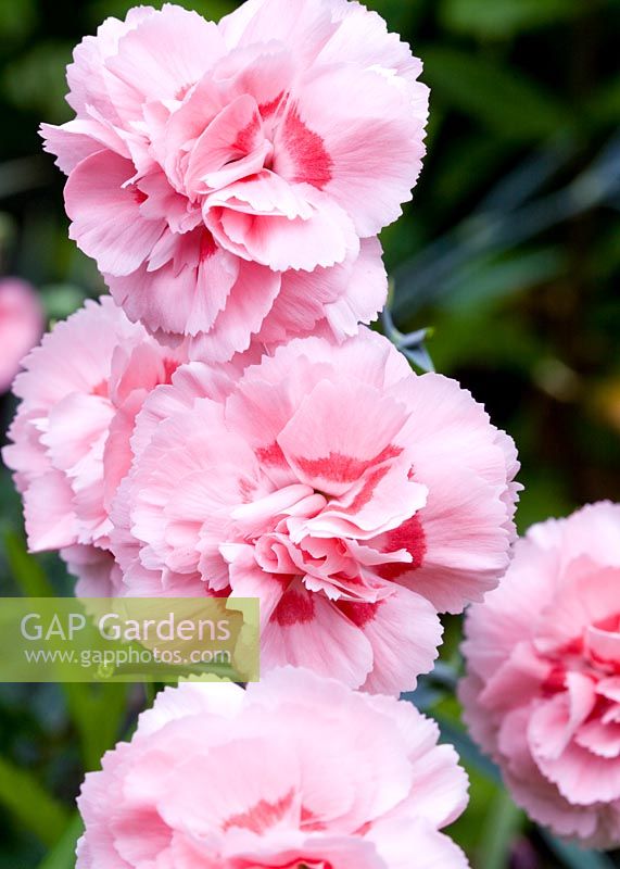 Bi-coloured Dianthus 'Doris' - High Trees, NGS, Longton, Stoke-on-Trent, Staffordshire