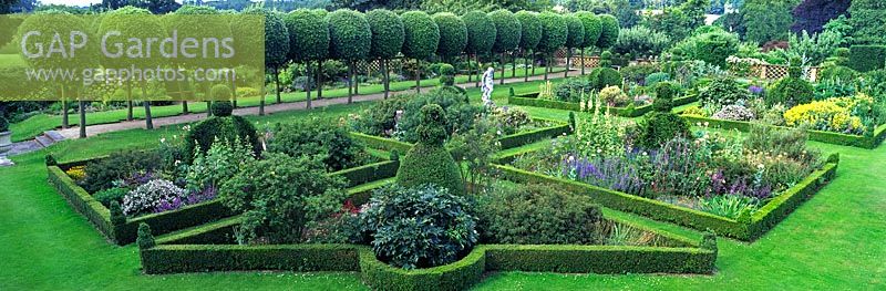 GAP Gardens - Pleached Lime avenue with pathway, Buxus sempervirens ...