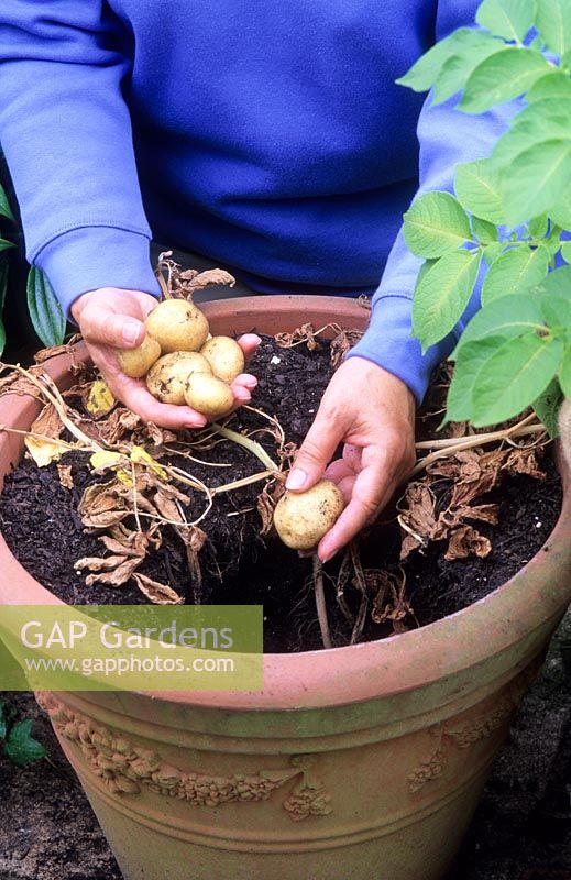 Harvesting container grown new potatoes 'Sante'