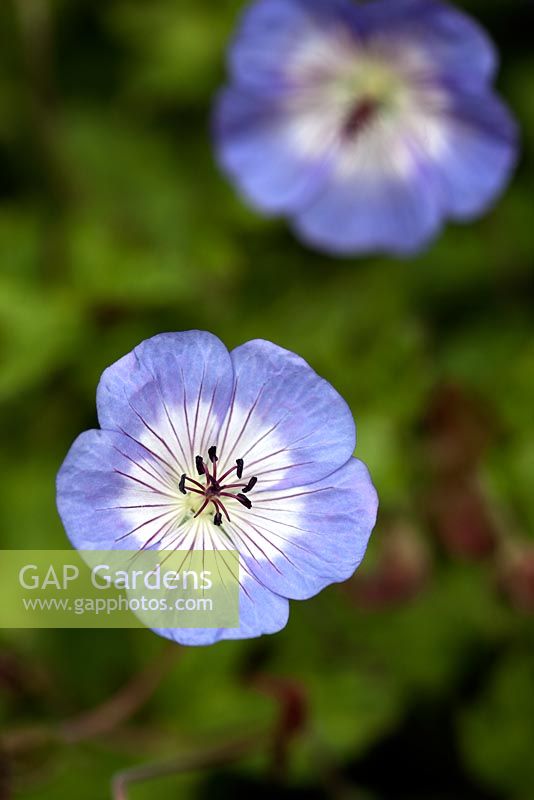 Geranium wallichianum 'Buxtons Variety'