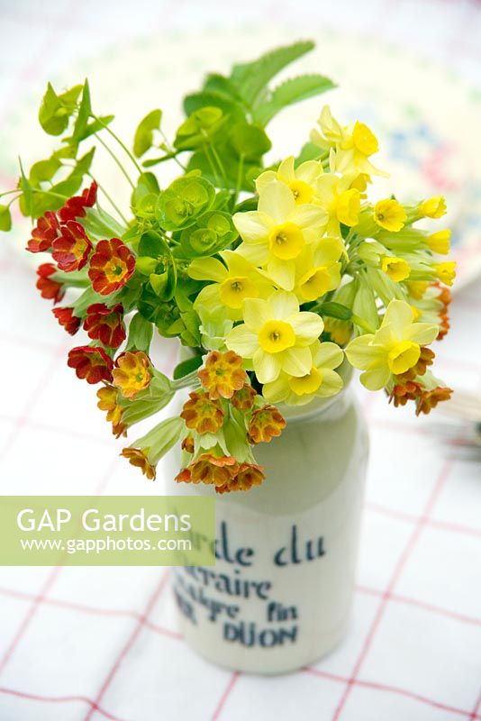 Primula veris 'Sunset Shades' Narcissus 'Minnow' and Euphorbia in a recycled pot