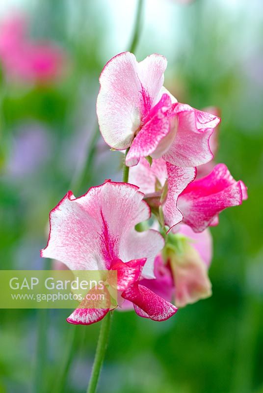 Lathyrus 'Linda Carole'