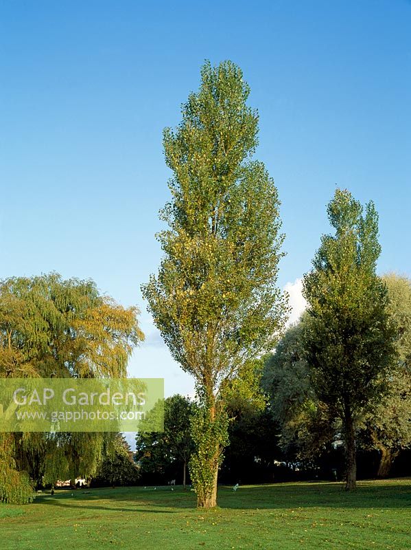 Lombardy poplar Populus nigra 'Italica'