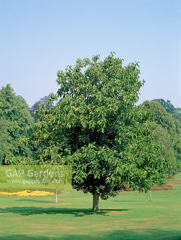 Populus lasiocarpa - Chinese necklace poplar