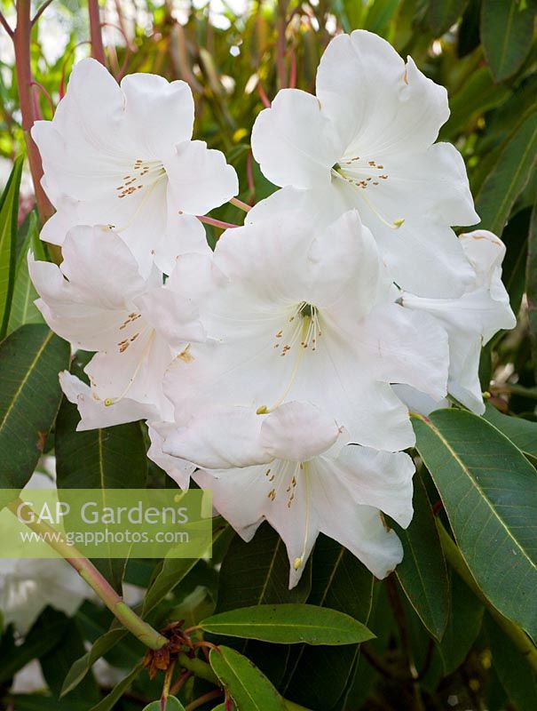 Rhododendron 'Loder's White' AGM