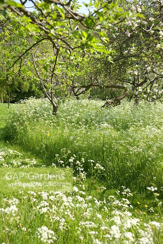 Malus - apple trees in blossom with Anthriscus sylvestris - Cow Parsley. Orchard at Amwell cottage garden, Hertfordshire UK May