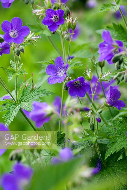 Geranium himalayense 'Gravetye'