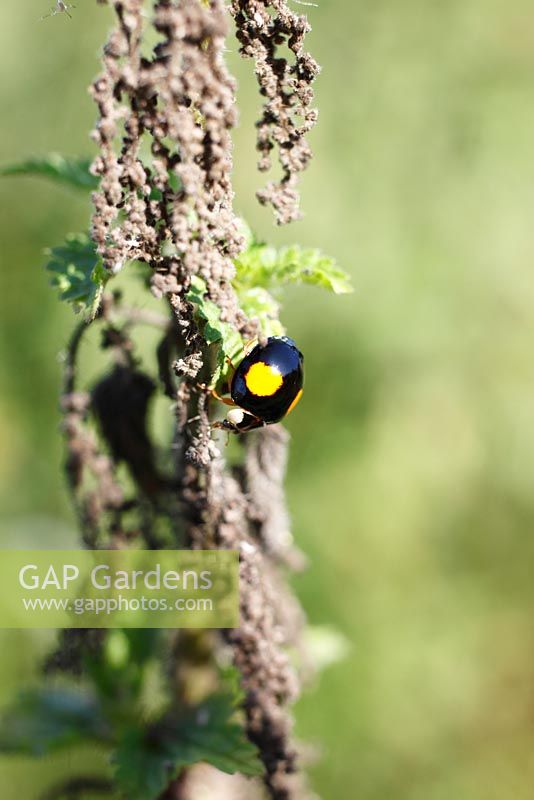 Harmonia axyridis - Harlequin ladybird eating aphids on nettle leaf
