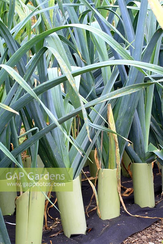Leeks with recycled plastic tubes in place for blanching