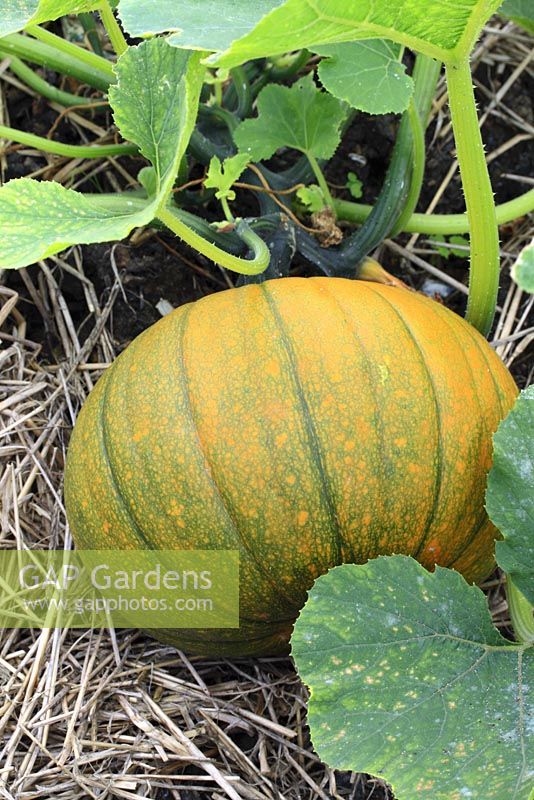 Cucurbita 'Jack of all Trades' mulched with straw whilst growing 