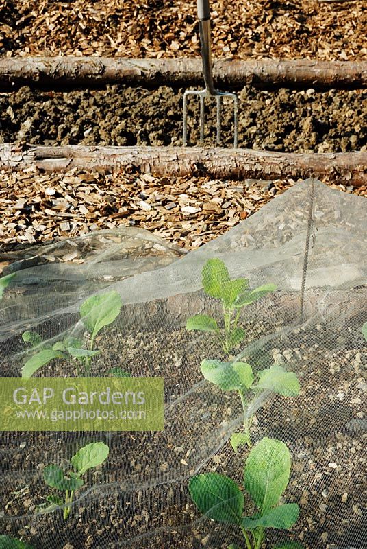 Creating new vegetable beds with woodchip paths and newly planted Broccoli