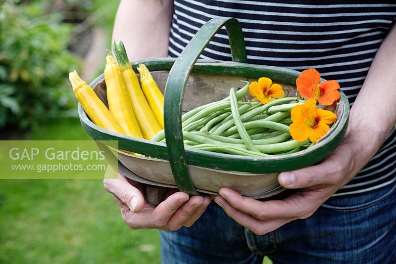 Man holding trug of harvested beans and courgettes 