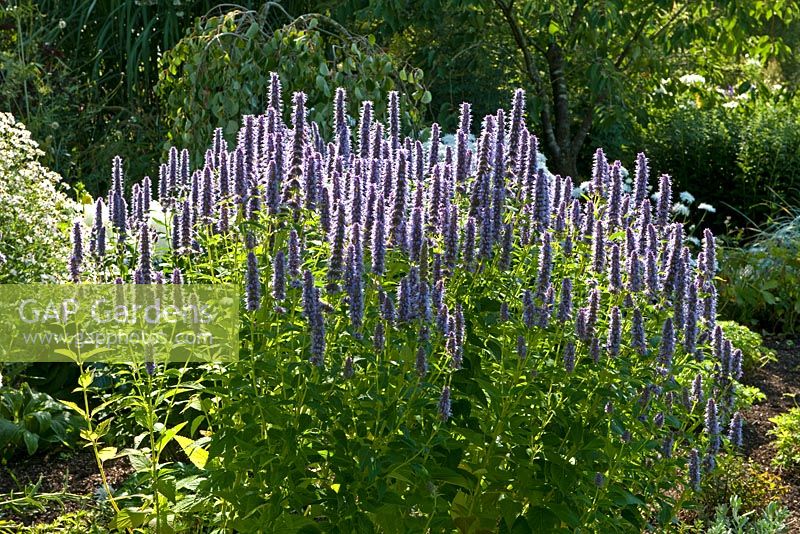 Agastache 'Blue Fortune' - Merriments Gardens, Hurst Green, East Sussex in August