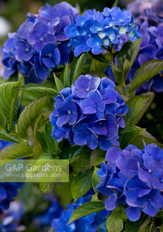 Hydrangea enziandom, Stourton House, Wiltshire